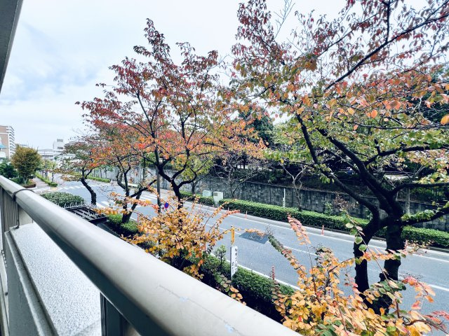 アーバンメゾン東大島の展望|目の前は桜並木。
四季折々の桜が楽しめます