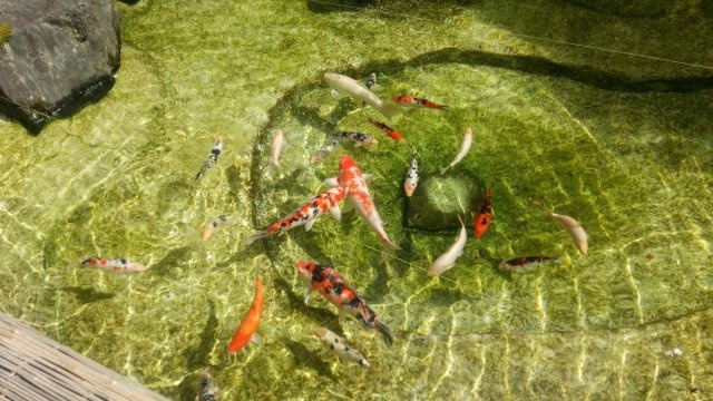 米沢市城南２丁目　二階建て中古住宅のその他|お庭の池に鯉がいます♪