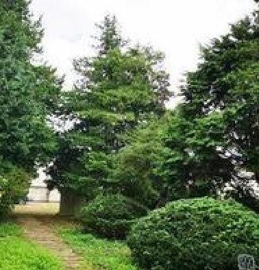 小山市八幡町1丁目　貸店舗の庭