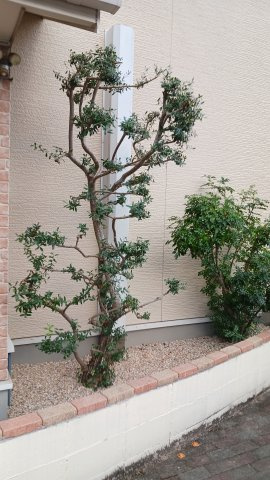 加茂町粟根　オール電化住宅の庭