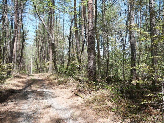 浅間高原台別荘地①の前面道路含む現地写真