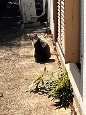 【ロビー】 | グリーンビューA | 地域猫②番