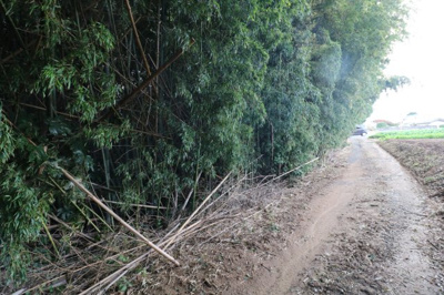 【前面道路含む現地写真】 | 西岐波・吉田原（地目・山林）389坪 | 現地（2024年11月29日撮影）