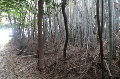 【外観】 | 西岐波・吉田原（地目・山林）389坪 | 現地（2024年11月29日撮影）