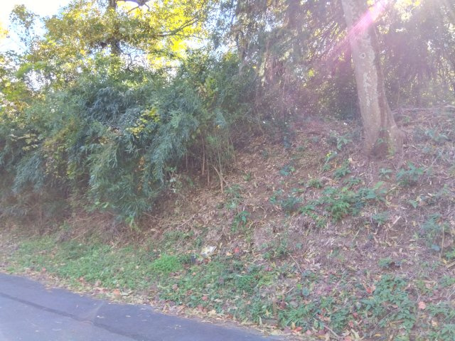 売土地　三島市大場の外観|現在地目は山林ですが宅地としてお使いいただけます。建築条件なし！お好きなハウスメーカーでお家が建てられます。約80坪あるので広々としています。