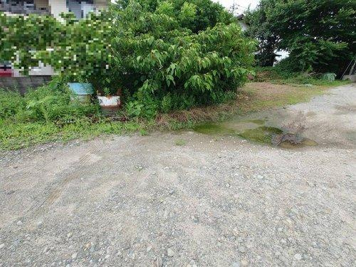 ■□大篠津町売土地□■のその他|植木がございます。