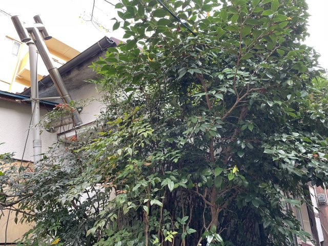 筑紫野市二日市北土地