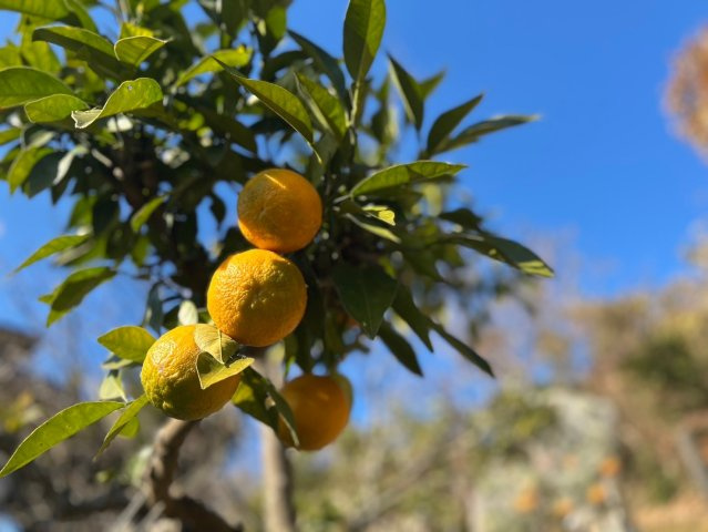 あきる野市伊奈　中古戸建　☆展望良好☆のその他|庭のみかん