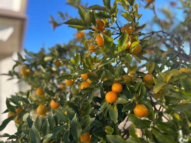 あきる野市伊奈　中古戸建　☆展望良好☆のその他|庭のキンカン