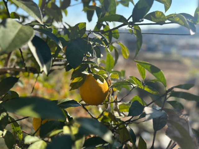 あきる野市伊奈　中古戸建　☆展望良好☆のその他|庭のレモン