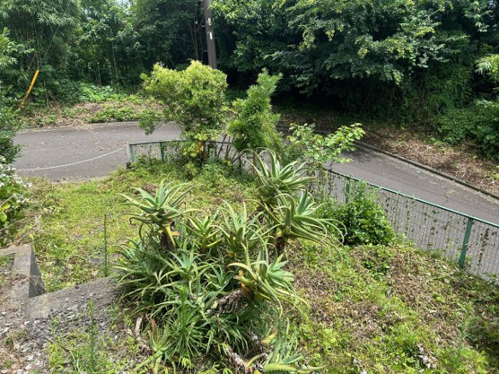 【庭】 | 伊東市富戸　戸建