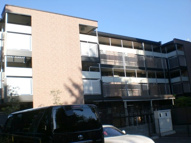 ゼルコヴァの画像