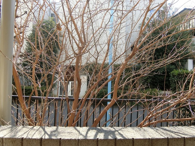 ダンケ井荻の展望