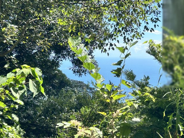 エンゼルフォレスト熱海自然郷⑪のその他|眺望