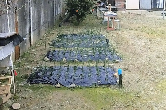 【庭】 | 糸島市前原南２丁目　戸建て | 充分なスペースがあるのでガーデニングや家庭菜園を楽しむことができます