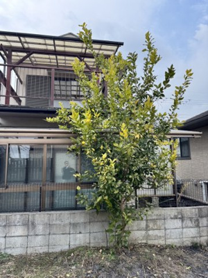  | 生駒市北新町戸建 | レモンの木☆