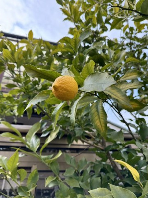  | 生駒市北新町戸建 | 立派なレモンがなります！！