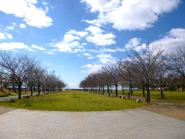 西宮マリナパークシティ海のまち5番館の周辺|エリア内には樹木が沢山あり、春夏秋冬　季節ごとの移り変わりを楽しめます。