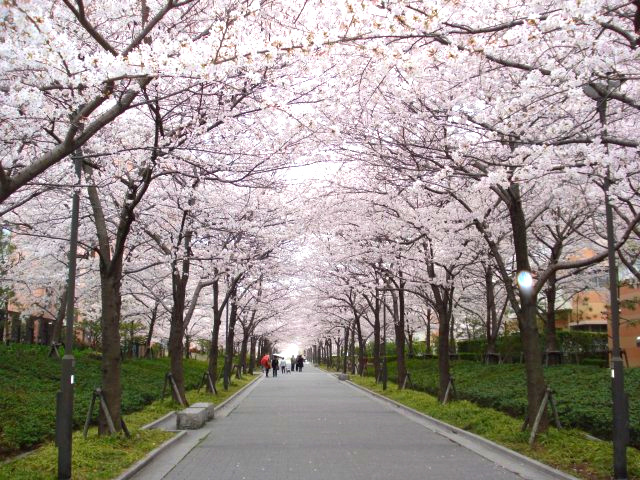 西宮マリナパークシティ海のまち5番館の周辺|春にはエリア内で桜の通り抜けが楽しめます。