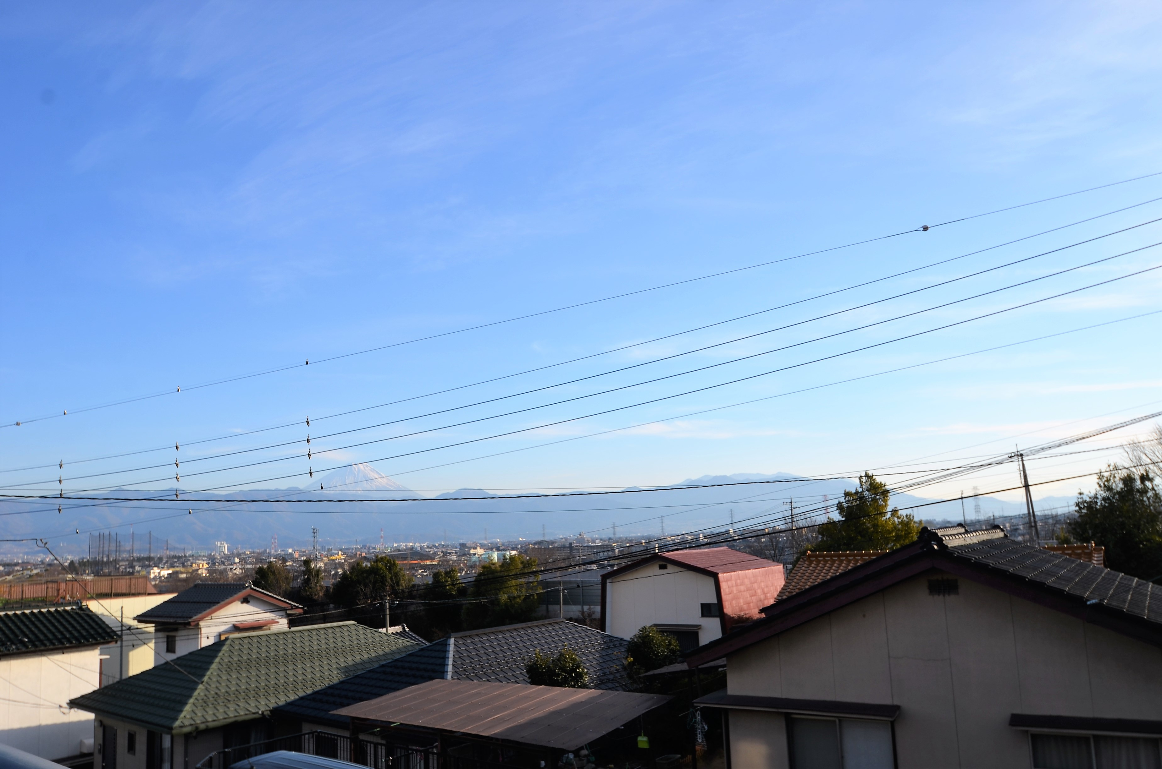ハイム竜地