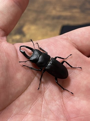 【その他】 | マンション住吉川