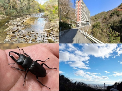 【周辺】 | マンション住吉川 | 目の前の住吉川で川遊びや昆虫採集など、豊かな自然の中でのびのび子育てが楽しめます