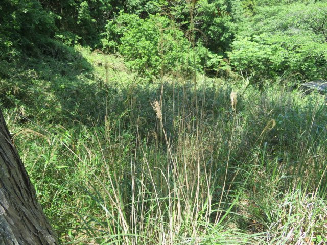 丹波市山南町玉巻の売地の前面道路含む現地写真