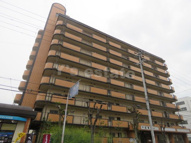 シロハイヌ今米の画像