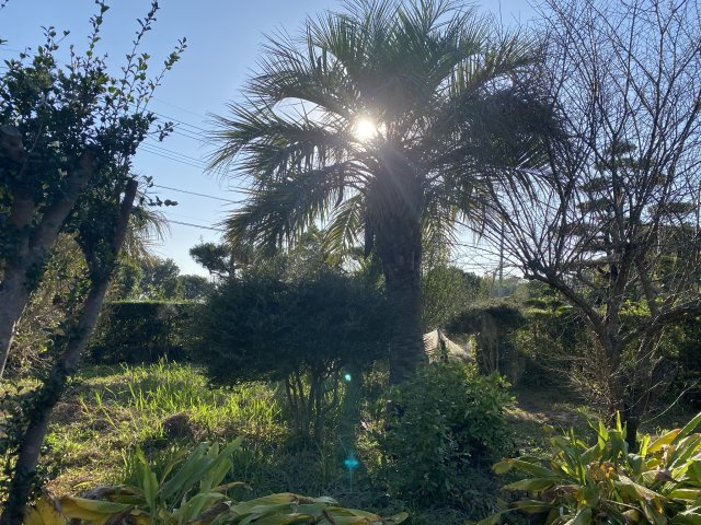 串間市寺里1丁目中古住宅の庭