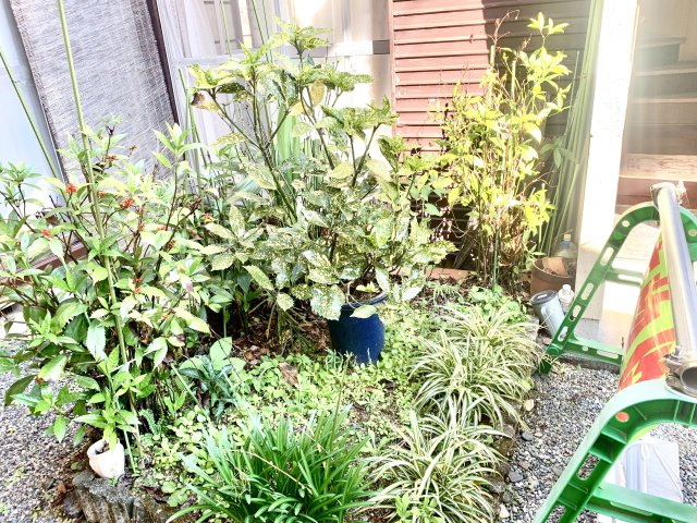 売中古戸建　静岡市区羽鳥6丁目の庭|コンパクトでお手入れがしやすいお庭です