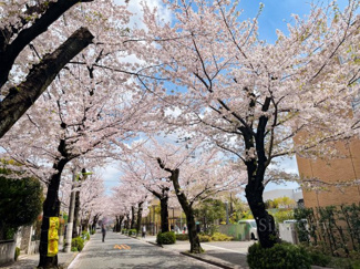 【前面道路含む現地写真】 | 世田谷区用賀1丁目 | 前面道路は綺麗な桜並木！