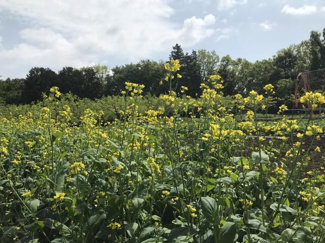 【展望】