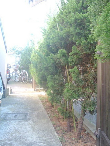 山崎メゾンのロビー|１階共用外溝部分