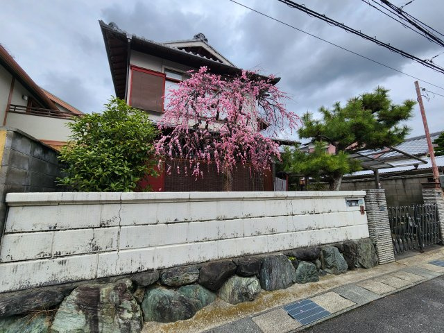 【成約済】長岡京市今里5丁目の外観|綺麗な梅の花が咲いております。
