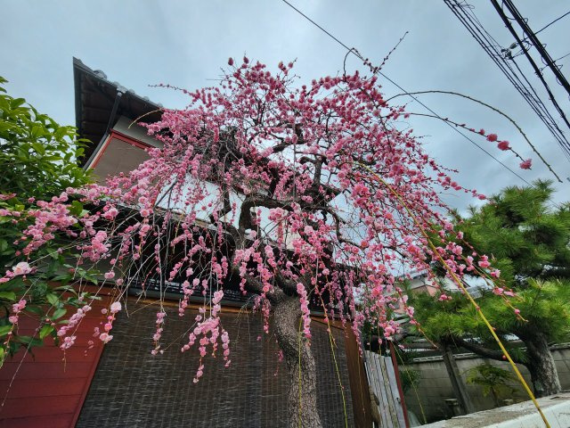 【成約済】長岡京市今里5丁目の外観|しだれ梅が風情を感じさせます！