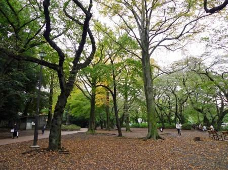 コンフォートテラス吉祥寺南の周辺