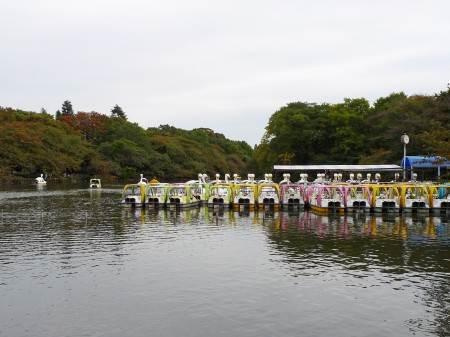 コンフォートテラス吉祥寺南の周辺