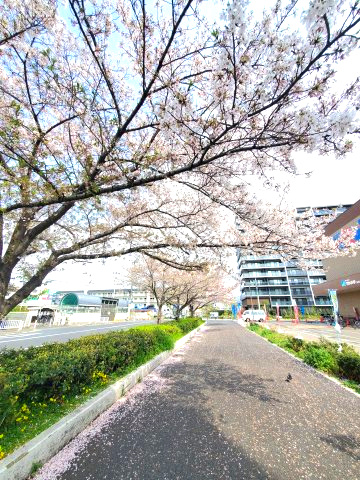 若江岩田パークマンションB棟の周辺|マルハチ前桜並木