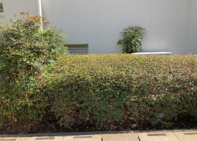 【中庭】 | プラザシティ相模大野４号棟 | 中庭（パティオ）とは、一つの建築物の内部に設けられた、壁などで囲われている庭のことを指します。コの字型、ロの字型が主流ですが、L字型の中庭もあります。最近では、インテリア性の高さからも人気があります。