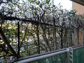 【展望】 | バルコニーからの眺望