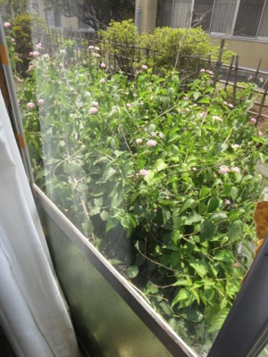 【庭】 | パールハイツマツダ | 別部屋の写真のため現況を優先します