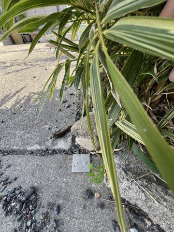 土地　香取町3丁目の外観