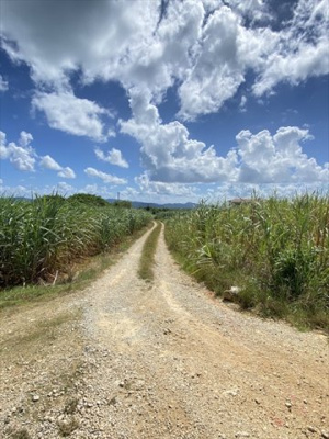  | 【売地】今帰仁村古宇利