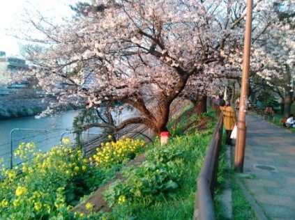 仲之町ヒルズの周辺|外濠公園