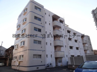 シェル幹の画像