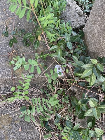 紀の川市尾崎　売土地の周辺