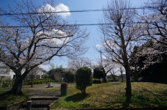 【展望】 | 小林浅間三丁目戸建 | 綺麗な桜、令和７年４月撮影