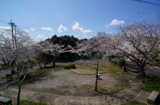 【展望】 | 小林浅間三丁目戸建 | 綺麗な桜、令和７年４月撮影