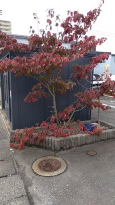 【その他】 | レオパレス泉１