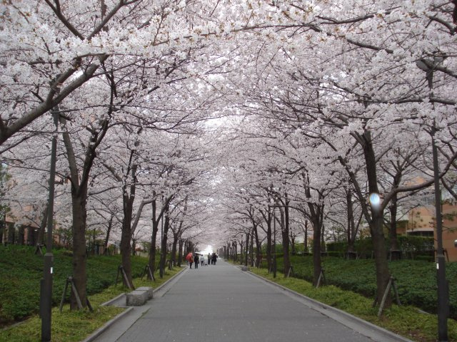 西宮マリナパークシティ海のまち5番館の周辺|春にはエリア内で桜の通り抜けが楽しめます。季節的にまもなくです。